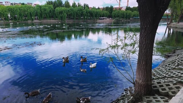 Ground-level tracking shot moving along a quiet dirt pathway running parallel to the winding waters and lush banks of the Kızılırmak River