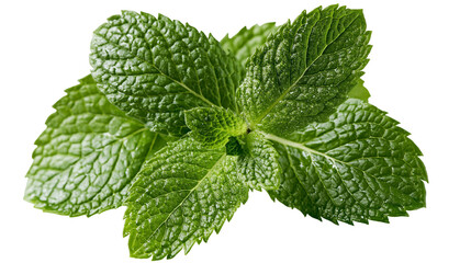 Fresh green peppermint leaves with serrated edges and textured surface © Peregrine