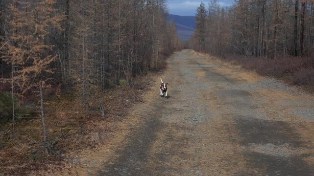 A small white and brown dog with a curled tail runs steadily down a gravel road toward the camera, flanked by sparse autumn trees with a mountain range visible under a cloudy sky.