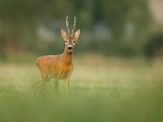 roe deer rut  © rasto24