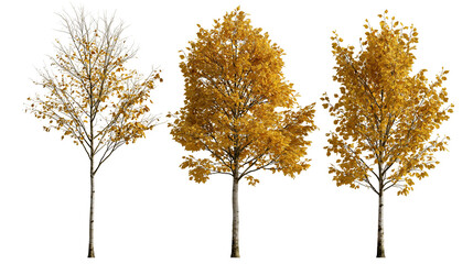Three birch trees with golden yellow autumn foliage and slender trunks © Peregrine