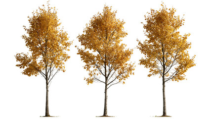 Three tall deciduous trees with vibrant yellow and orange autumn foliage © Peregrine
