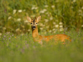 roe deer rut  © rasto24