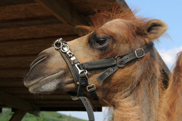 Close-up profile portrait of a camel head against the blue sky © Sunny