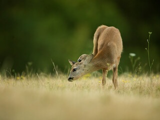 roe deer rut  © rasto24