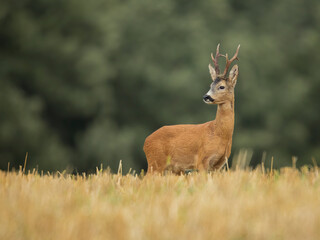 roe deer rut  © rasto24