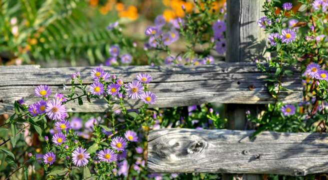 Weathered wood fence posts with Aster Cordifolius flowers, blooming in a garden with orange blur flowers background