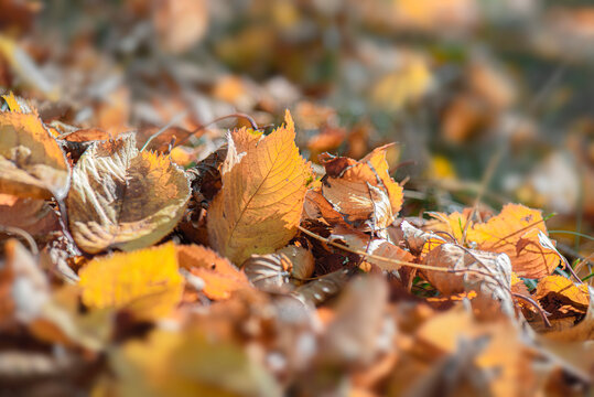 Closeup of bright golden autumn prunus leaf lying among dry fallen leaves on ground in forest on  blur background