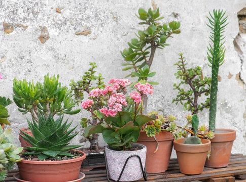 collection of succulent plants and cactus potted with a kalanchoe blooming  on a garden against a old wall