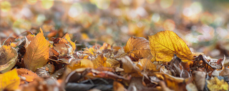 bright golden autumn prunus leaf lying among dry fallen leaves on ground in forest on  blur background