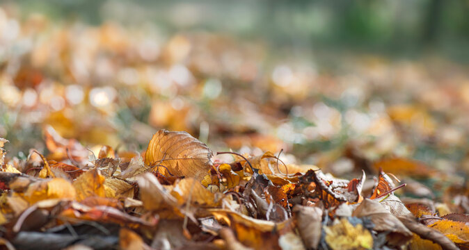 Closeup of bright golden autumn prunus leaf lying among dry fallen leaves on ground in forest with blur lightand bokeh  background