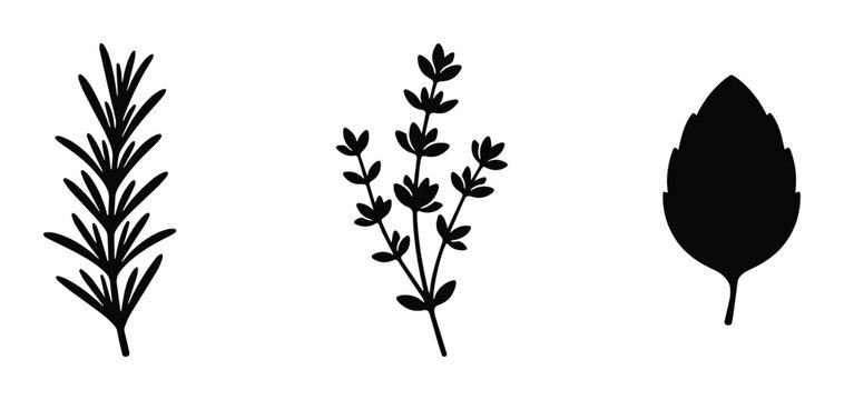 Herbs set with rosemary, thyme and leaf silhouettes for cooking and design