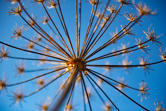 Dill flower head radiating abstract pattern against blue sky