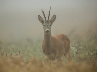 roe deer rut  © rasto24