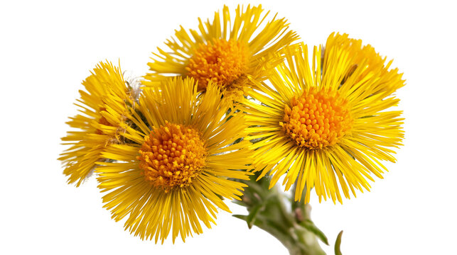 Bright yellow coltsfoot flowers with green stems and textured petals