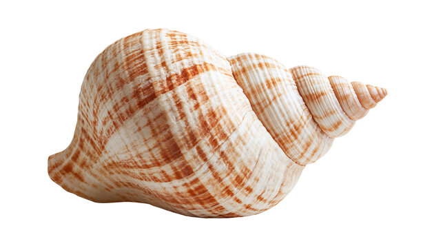 Spiral marine seashell with brown and orange striped patterns