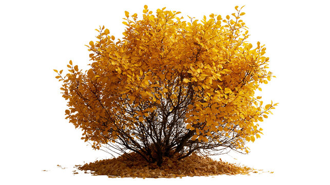 Dense deciduous bush with vibrant golden yellow autumn leaves and fallen foliage