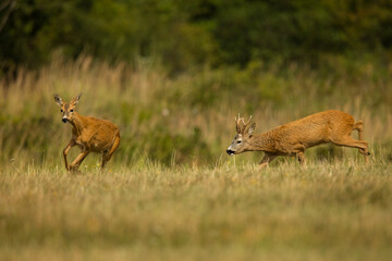 roe deer rut  © rasto24