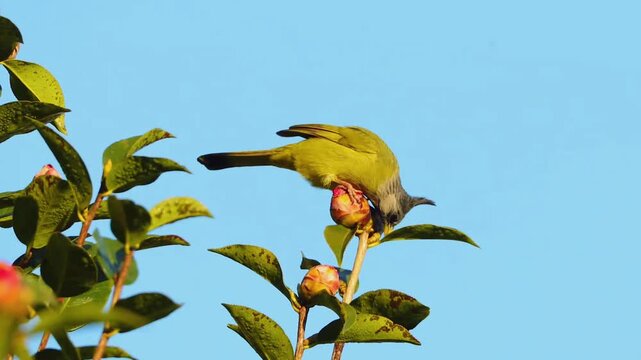 Wild yellow songbird with grey crest leaning down to forage on a green plant against a clear blue sky