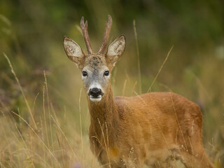 roe deer rut  © rasto24