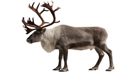Majestic adult reindeer standing with large branched antlers © Alaric