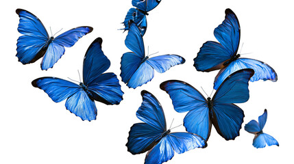 Vibrant blue Morpho butterflies flying in a group with spread wings © Alaric