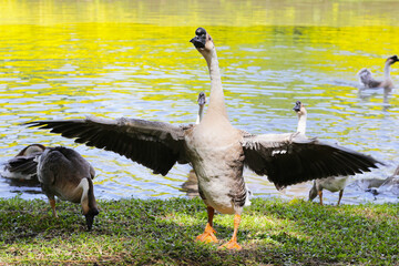 Flock of geese on green grass in the park © Bowonpat