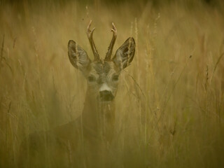 roe deer rut  © rasto24