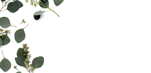 Eucalyptus leaves on white background. Green leaf branches. © Bowonpat