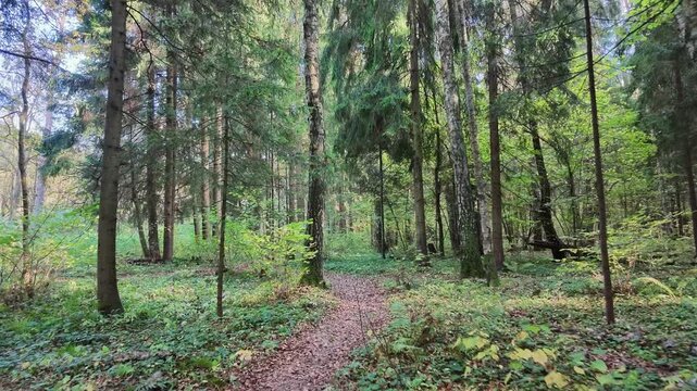 Narrow woodland trail extends through tall evergreen trees as the view moves deeper into dense green undergrowth and quiet forest