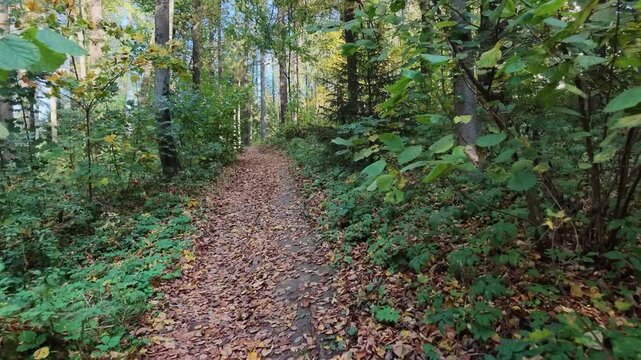Camera advances along a narrow forest path covered with fallen leaves, surrounded by dense undergrowth and tall trees displaying early autumn colors