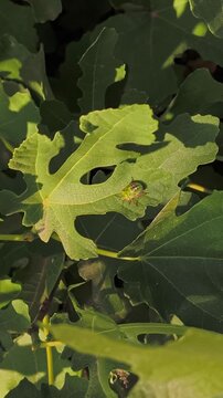 Green shield bug nymph (Nezara viridula) resting on a sunny fig tree leaf (Ficus carica) in an outdoor organic fruit garden closeup.