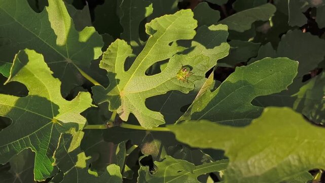 Green shield bug nymph (Nezara viridula) resting on a sunny fig tree leaf (Ficus carica) in an outdoor organic fruit garden closeup.