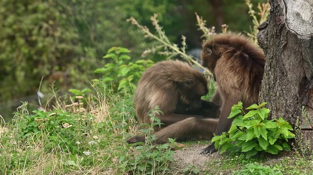 Gelada baboon monkey help eat other. Two gelada baboons grooming each other in nature. Wild animal monkey outdoor. Gelada monkey in wildlife. Brown baboon primate. 4k footage, copy space