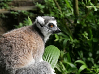 Portrait of ring tailed lemur or lemur catta, endangered species of Madagascar, side portrait © Etoilepolaire