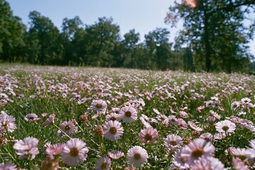 Naklejka premium The Field of Daisies Beneath a Bright Spring Sky in Bloom