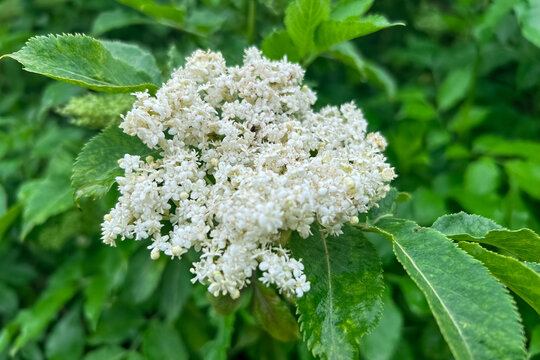 Small white elderberry flowers bloom in a garden with green leaves as a natural background