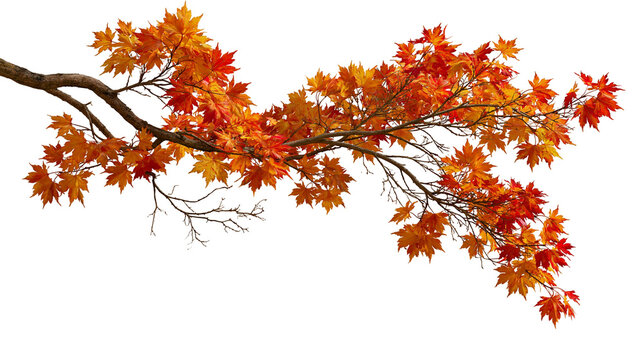 Vibrant orange and red Japanese maple tree branch with autumn foliage