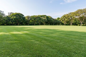 Naklejka premium The Expansive Sunlit Grass Field in a Tranquil Park Setting