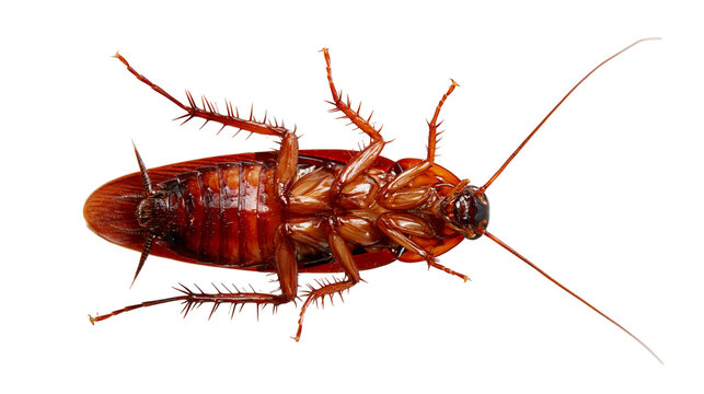 Ventral view of a large brown American cockroach with long antennae and spiky legs