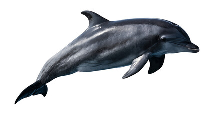 Smooth grey bottlenose dolphin swimming with dorsal fin and tail fluke visible © Motruc