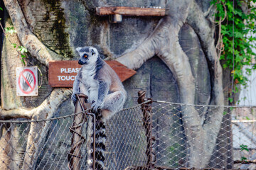 Naklejka premium Lemur sitting on a fence in a large indoor enclosure in a zoo