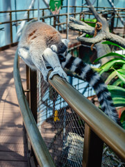 Fototapeta premium Lemur sitting on a fence in a large indoor enclosure in a zoo