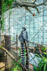 Fototapeta premium Lemur sitting on a fence in a large indoor enclosure in a zoo