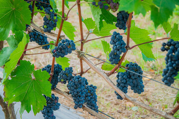 Fototapeta premium Vibrant clusters of ripe grapes glistening in the warm sunlight of the vineyard