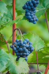 Naklejka premium Clusters of ripe blue grapes hanging from lush green vines in a vineyard