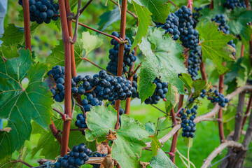 Naklejka premium Exploring the lush vineyard filled with ripe black grapes under the sun