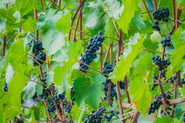 Naklejka premium Vibrant grapevines laden with ripening clusters under a bright sun