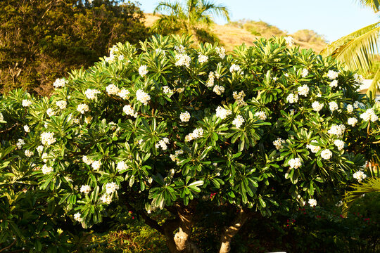 Plumeria tree blooming white flowers in tropical garden in Oahi