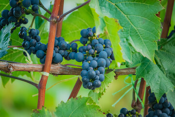 Naklejka premium Bunches of ripe grapes glistening under the sunlight in a lush vineyard